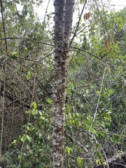 Zanthoxylum schreberi