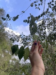 Zanthoxylum schreberi