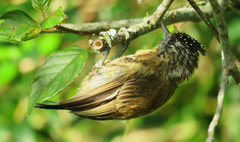 Picumnus nebulosus