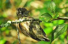 Picumnus nebulosus