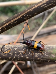 Trachyderes elegans