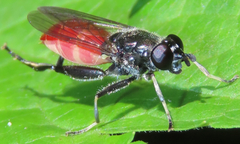 Xylota bicolor