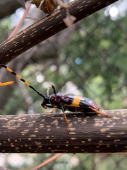 Trachyderes elegans