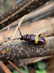Trachyderes elegans