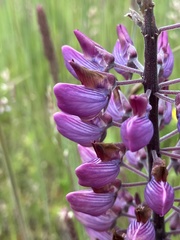Lupinus oreganus
