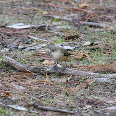 Acanthiza reguloides australis