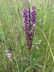 Lupinus oreganus