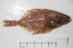 Hippoglossus hippoglossus