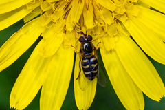 Lapposyrphus
