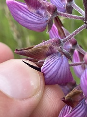 Lupinus oreganus