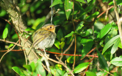 Poecilotriccus plumbeiceps