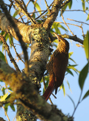 Lepidocolaptes falcinellus