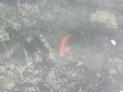 Hypsypops rubicundus