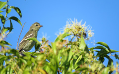 Elaenia sordida