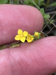 Cicendia quadrangularis