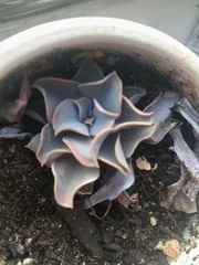 Echeveria lilacina