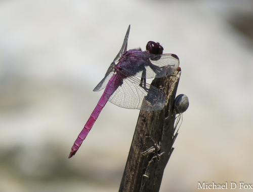 Roseate Skimmer (Orthemis ferruginea), a species recorded in Arizona