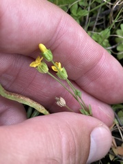 Cicendia quadrangularis