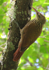 Lepidocolaptes falcinellus