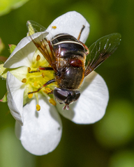 Eristalis cryptarum