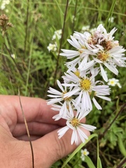 Symphyotrichum hallii