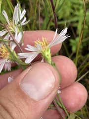 Symphyotrichum hallii