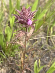 Orthocarpus bracteosus