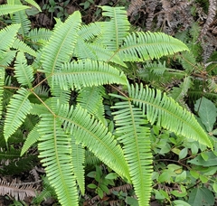 Dicranopteris pedata