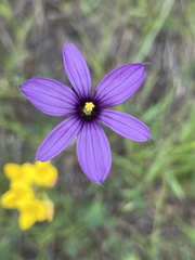 Sisyrinchium hitchcockii