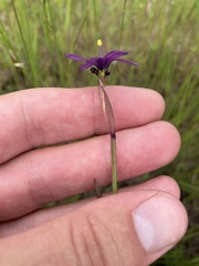 Sisyrinchium hitchcockii