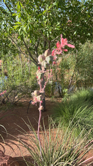 Hesperaloe parviflora