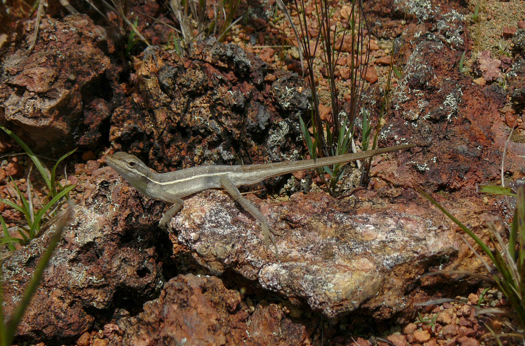 Grass Anole