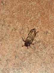 Dermestes undulatus