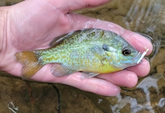 Lepomis auritus × macrochirus