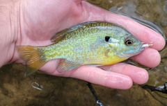 Lepomis auritus × macrochirus