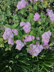 Spiraea