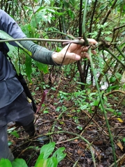 Anthurium pentaphyllum
