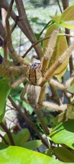 Cupiennius salei