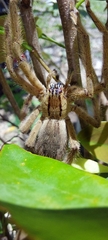 Cupiennius salei