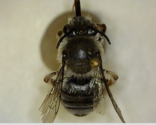 iNaturalist observation photo of Longhorn Bees