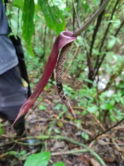 Anthurium pentaphyllum