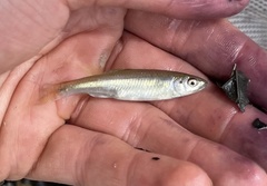 Cyprinella spiloptera