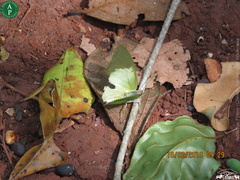 Charaxes eupale