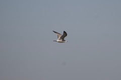 Larus