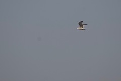 Larus