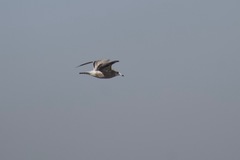 Larus