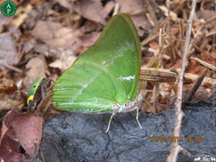 Charaxes eupale