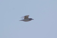 Larus