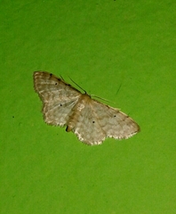 Idaea fuscovenosa