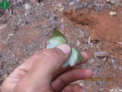 Charaxes eupale